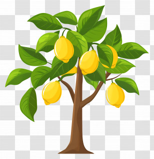 Lemon Tree - Lemon Tree With Vibrant Yellow Fruits Illustration Transparent PNG