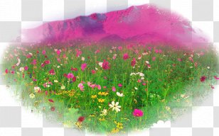 Desktop Wallpaper Flower - Widescreen Transparent PNG