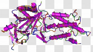 B-cell Chronic Lymphocytic Leukemia Acute Myeloid Disease - Protein Transparent PNG