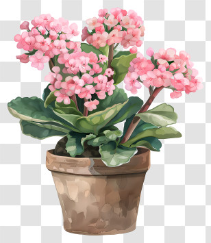 Kalanchoe Plant - Watercolor Potted Plant With Pink Flowers Transparent PNG