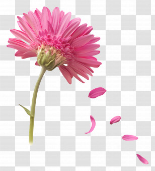 Single Pink Gerbera Daisy - Pink Flower With Falling Petals Transparent PNG