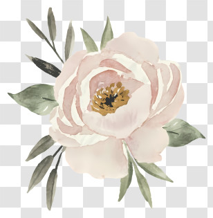 Pink Peony Flower - Watercolor Floral Art Illustration Transparent PNG