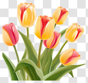 Bouquet - Yellow And Red Tulips Illustration Transparent PNG