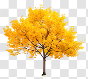 Yellow Maple Tree - Yellow Autumn Tree With Vibrant Foliage Transparent PNG