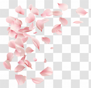 Falling Flowers - Soft Pink Flower Petals Floating In Air Transparent PNG