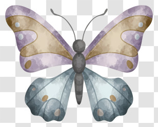 Envelope - Watercolored Butterfly With Multicolored Wings Transparent PNG