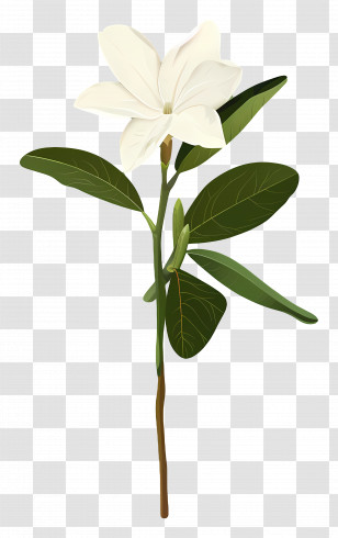 Jasmine - White Flower With Green Stem Botanical Illustration Transparent PNG