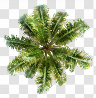 Coconut Tree Top View - Green Tropical Palm Trees Transparent PNG