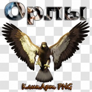 True Eagles Bird Clip Art - Oryol - Eagle Transparent PNG