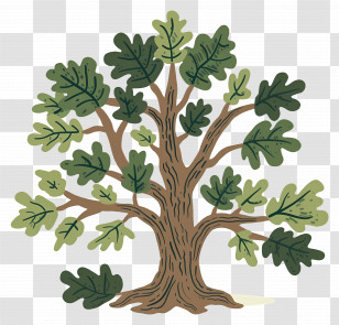 Oak Tree - Lush Green Oak Tree Illustration Transparent PNG