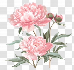Light Pink Peonies - Beautiful Pink Peonies Illustration Transparent PNG