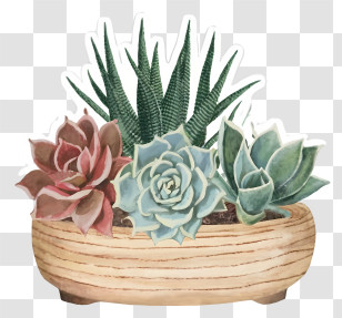 Ceramic Planter - Succulent Plants In Pot Transparent PNG