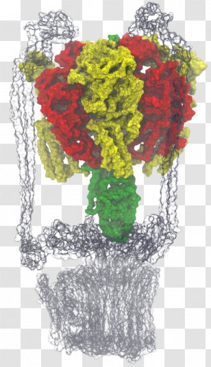 Western Illinois University Floral Design Of At Urbanaâ€“Champaign Thermodynamic Free Energy - Floristry - Motor Proteins Cytoskeletal Transparent PNG