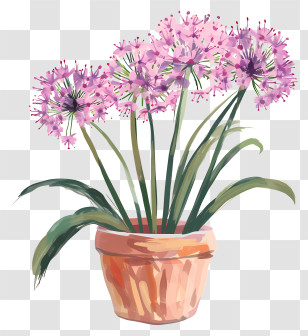 Allium Giganteum Flowers - Pink Potted Flowers Illustration Transparent PNG