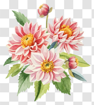 Dahl Flowers - Pink Dahlias In Watercolor Transparent PNG