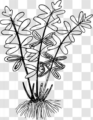 Line Art Drawing Cliffbrake Clip - Coloring Book - Fern Transparent PNG