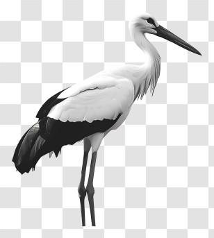 White Stork - Grayscale Stork Illustration With Long Legs Transparent PNG