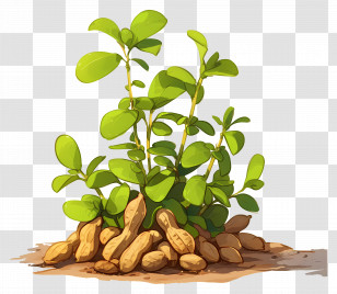 Bush Of Peanut - Peanut Plant With Pods In Soil Transparent PNG