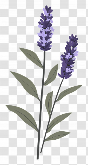 Lavender Flower - Lavender Plant Illustration Transparent PNG