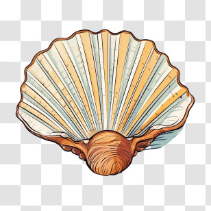 Seashell - Beautiful Seashell Illustration Transparent PNG