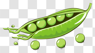 Green Peas - Fresh Green Pea Pod Illustration Transparent PNG