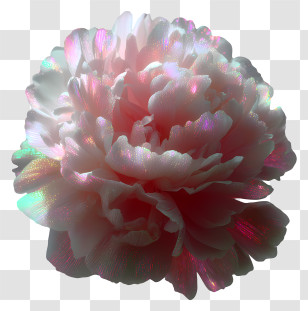 Iridescent Floral Art - Iridescent Pink Peony Bloom Transparent PNG