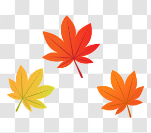 Maple Leaf - Autumn-Colored Maple Leaves Transparent PNG
