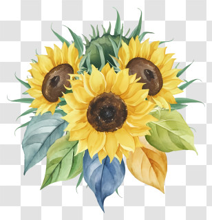 Cartoon - Sunflower Bouquet With Green And Blue Leaves Transparent PNG