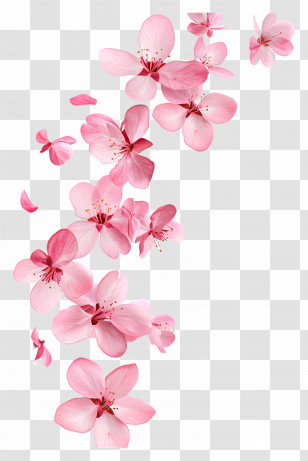 Falling Flowers - Falling Pink Cherry Blossoms Illustration Transparent PNG
