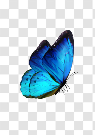 Butterfly - Blue Butterfly With Open Wings Transparent PNG