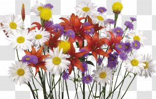 Flower Bouquet Desktop Wallpaper Display Resolution Lilium - Cut Flowers - Camomile Transparent PNG