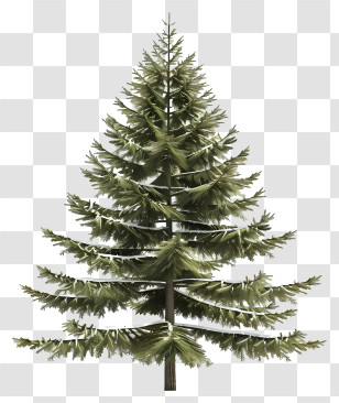 Fir Tree - Detailed Pine Tree Illustration Transparent PNG