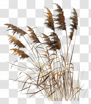 Reed - Reed Plants Illustration Transparent PNG