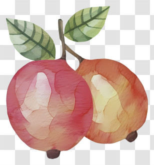 Cartoon - Watercolor Guava Fruits Illustration Transparent PNG