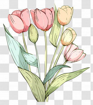 Tulip Bouquet - Delicate Pink Tulip Flower Drawing Transparent PNG
