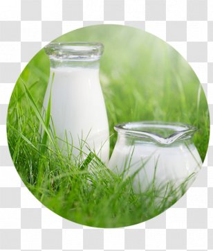 Cow's Milk Taurine Cattle Arla Foods Raw - Royaltyfree - Buffalo Transparent PNG