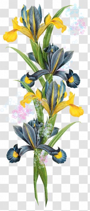 Watercolor Flower Background - Botanical Illustration - Houseplant Iris Transparent PNG