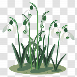 Snowdrops - Snowdrop Flowers In Green Foliage Transparent PNG