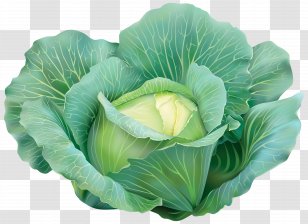 Cabbage Vegetable Clip Art - Cut Flowers - Clipart Image Transparent PNG