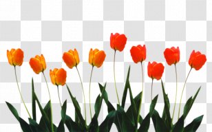 Drawing Of Family - Grass - Lily Wildflower Transparent PNG