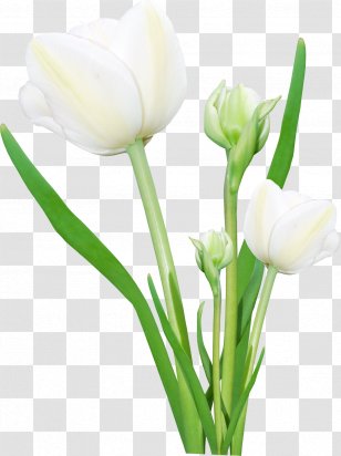 Flower Bouquet Digital Image Display Resolution - Tulip Transparent PNG