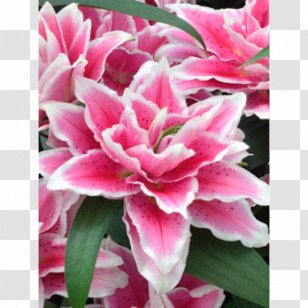 Yurine Lilium Bulb Cut Flowers Garden - Daffodil Transparent PNG