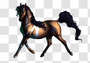 Mane Mustang Stallion Foal Colt - Yonni Meyer Transparent PNG