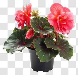 Begonia - Pink Begonia Flowers In A Pot Transparent PNG