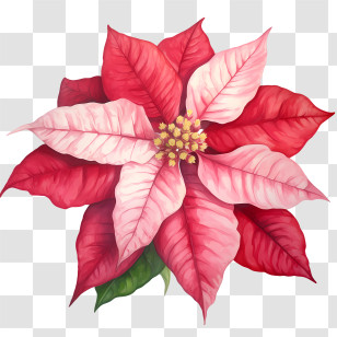 Poinsettia - Red And Pink Poinsettia Flower Transparent PNG