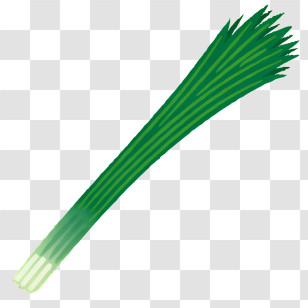 Vegetable - Fresh Green Onion Bunch Illustration Transparent PNG