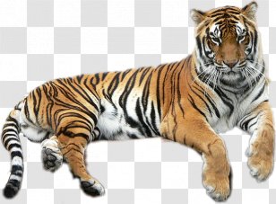 Bengal Tiger Golden Lion Liger Felidae Transparent PNG