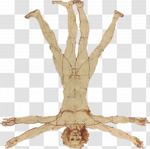 Acercamientos: Drogas Y Ebriedad Male Human Skeleton Earth Definition - Weight Transparent PNG