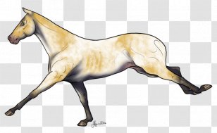 Mustang Foal Stallion Mare Colt - Yonni Meyer Transparent PNG