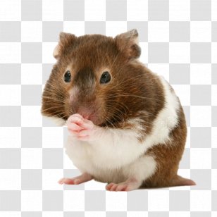 Golden Hamster Gerbil Rodent Pet - Rat Transparent PNG